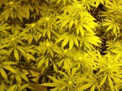 12/12 +20j
