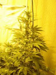 DeepCheese 12/12 +20