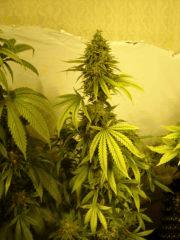 DeepCheese 12/12 +63