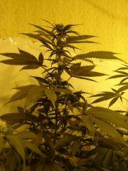 BlueCheese (dnf) 12/12 +20j