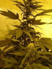 BlueCheese (dnf) 27J de 12/12