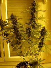 Dinachem 12/12 +63