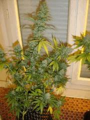 BlueCheese (dnf) 12/12 +63