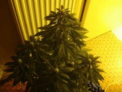 DeepCheese 12/12 +20j