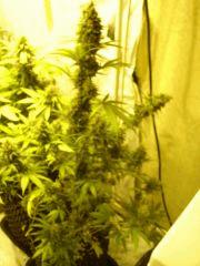 BlueCheese F+55
