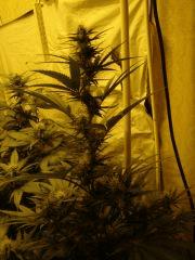 DeepCheese 27J de 12/12