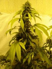 BlueCheese (dnf) 12/12 +63