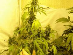 BlueCheese F+55