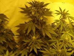 BlueCheese (dnf) au milieu et DeepCheese à droite 12/12 +27J