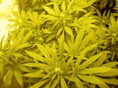 DeepCheese 12/12 +20j