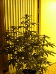 Dinachem 12/12 +20j