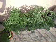 Ak47 autos