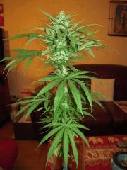 Flo+42 Sleestack*Skunk