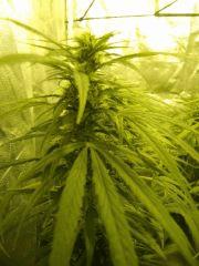 Sleestack*Skunk Flo+38