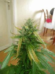 Flower Power J+95 F+63