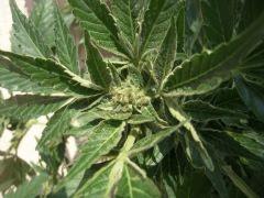 Ak47 auto