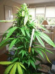 Ice J+95 F+63