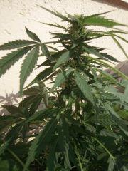 Ak47 auto