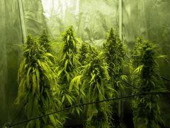 Sleestack*Skunk and co J+108 F+76