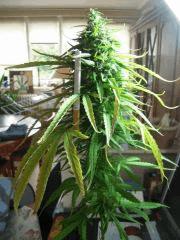 Sleestack skunk J+95 F+63