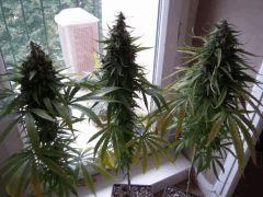 Sleestack skunk J+95 F+63