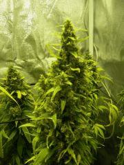 Flower power (Rqs) F+76