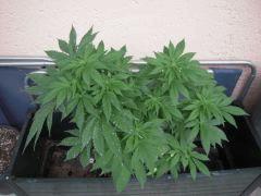 Ice féminisée out