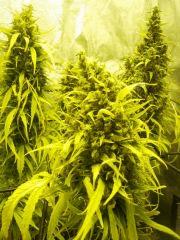 Sleestack*Skunk F+76