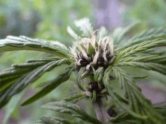 DarkDevil Auto @ Sweets Seeds F+10