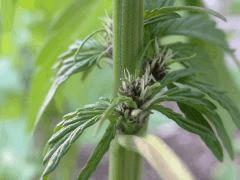 DarkDevil Auto @ Sweets Seeds F+10