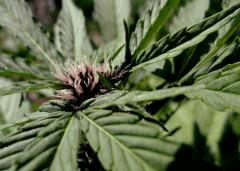 DarkDevil Auto @ Sweets Seeds F+15
