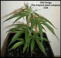 Old Congo de Tropical Seed Company