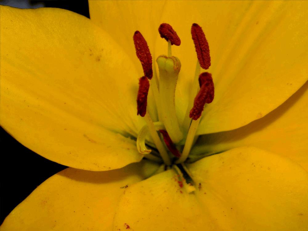 gallery_634005_3217_1466018.jpg