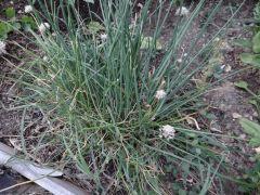 potager 029