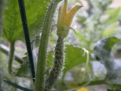 potager 054