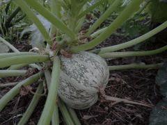 potager 059