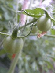 potager 062