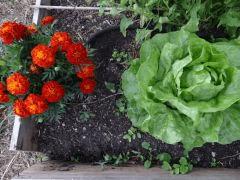 potager 022