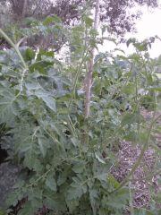 potager 063