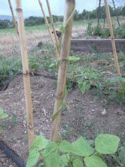potager 064