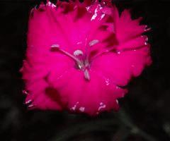 potager 005