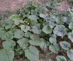 potager 006