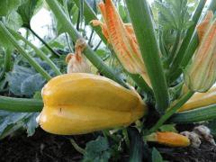 Courgette "Gold-Rush" siamoise !