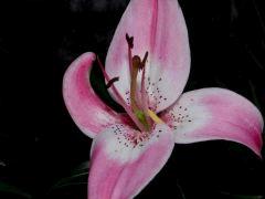 Lys "Sorbet"