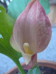 potager 067