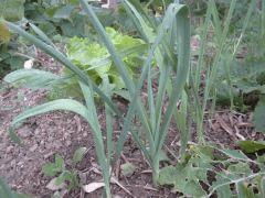 potager 065