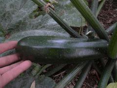 potager 0610