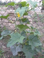 potager 048