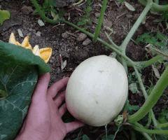 potager 007