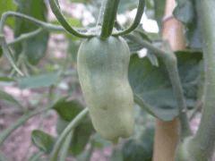 potager 055